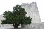 PICTURES/Killarney National Park - Ross Castle & Lough Leane/t_DSC00142.JPG